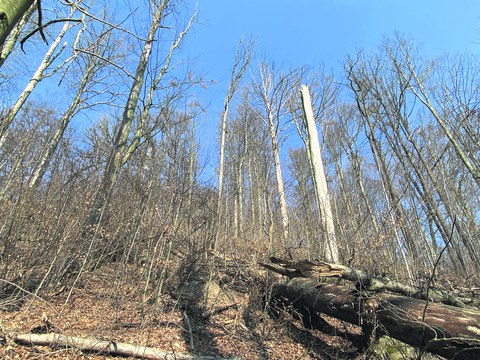 Zu sehen ist ein schwer trockenheits - und hitzegeschädigter Buchenwald.