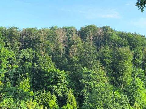 Zu sehen ist ein Buchenwald mit vereinzelten kahlen Buchenstämmen. 