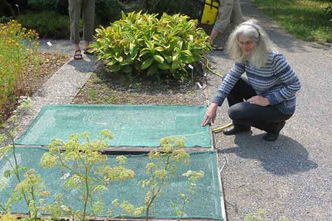 Dr. Barbara Ditsch deckt Jungpflanzenbeete mit Gaze-Gewebe gegen die Hitze ab.