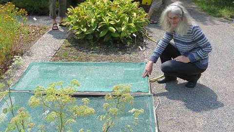 Dr. Barbara Ditsch deckt Jungpflanzenbeete mit Gaze-Gewebe gegen die Hitze ab.