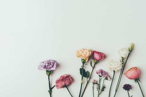 Das Foto zeigt die obere Hälfte verschiedenfarbiger Blumen vor einem weißen Hintergrund.