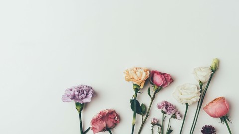 Das Foto zeigt die obere Hälfte verschiedenfarbiger Blumen vor einem weißen Hintergrund.