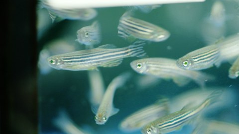 Several zebrafish in a fish tank