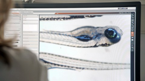 Zebrafish unter dem Mikroskop