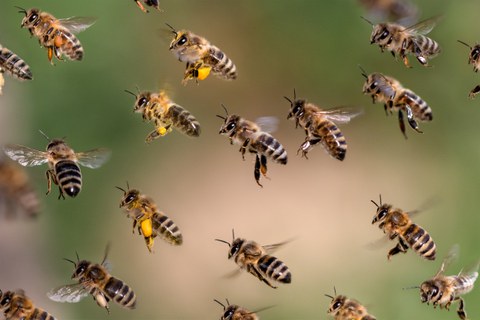 Bienenschwarm