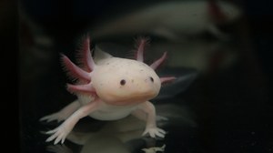 CRTD Axolotl