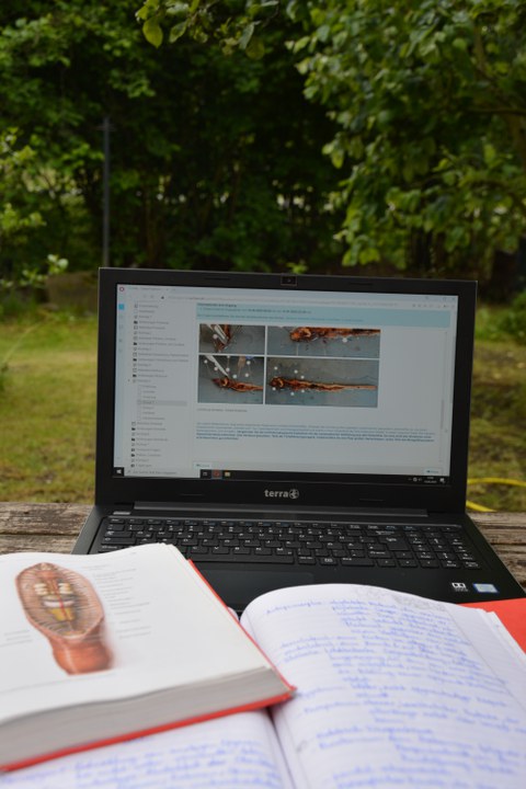 Online-Seminar im Garten