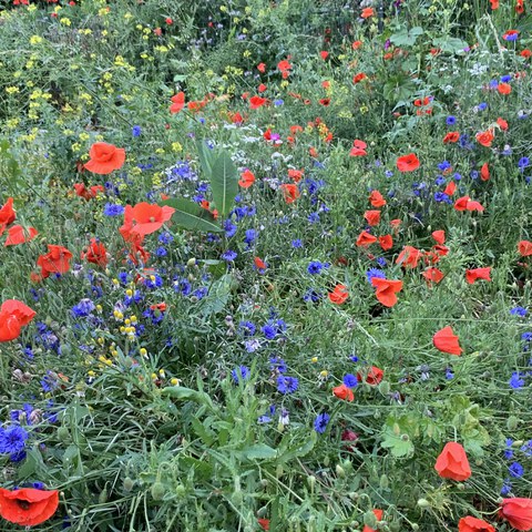 Blumenwiese