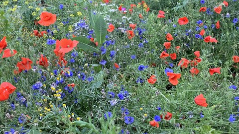 Blumenwiese