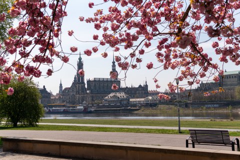 Das Foto zeigt die Stadtsilhouette Dresdens im Frühling. Im Vordergrund erkennt man die pinken Blüten an den Blättern eines Baumens.