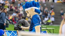 blaues, menschengroßes Maskottchen des DHSZ