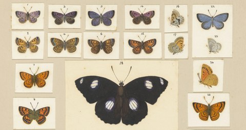 Butterfly Collection