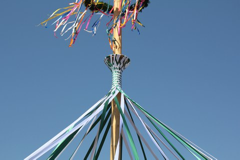 Bild vom Maiabaum