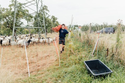 Fotos vom Freiwilligeneinsatz der SG 9.1 und 9.2 auf einer Streuobstwiese