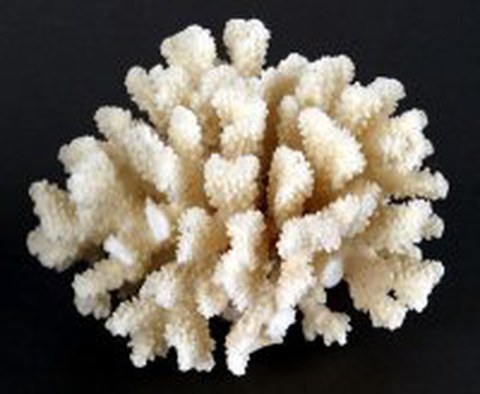 coral