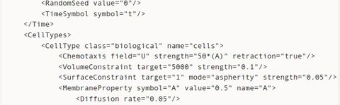 Ausschnitt aus einer deklarativen xml-Beschreibung eines multizellulären Modells