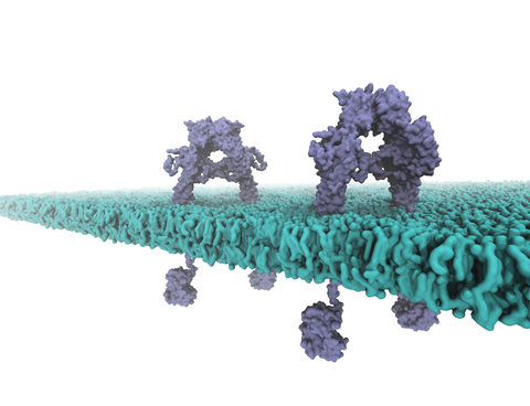 Figure 1: Two insulin receptors embedded in a membrane