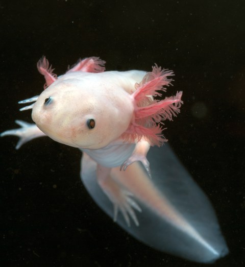 Foto eines Axolotls von vorn.