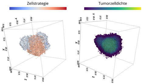 Zwei 3D-Diagramme aus einer Visualisierung der Tumorevolution mit den Überschriften "Zellstrategie"(links) und "Tumorzelldichte" (rechts)