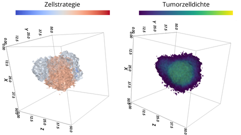 Zwei 3D-Diagramme aus einer Visualisierung der Tumorevolution mit den Überschriften "Zellstrategie"(links) und "Tumorzelldichte" (rechts)