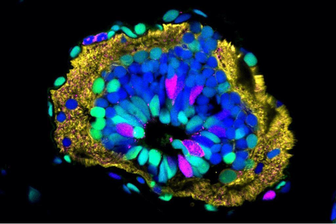 Querschnitt des Axolotl-Rückenmarks. Neurale Stammzellen (mittig rot und grün)  kleiden den hohlen, flüssigkeitsgefüllten Zentralkanal aus. Auf der Außenseite befinden sich Neuronen – Nervenfasern sind gelb, alle Zellkerne sind blau gekennzeichnet.