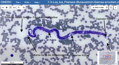 Virtuelle Mikroskopie mit Beschriftung