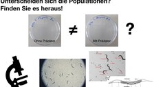 "C. elegans Evolution in action: Unterscheiden sich die Populationen? Finden Sie es heraus!" Grafik Mikroskop. 2 Petrischalen mit und ohne Prädator, jeweils darunter das Bild unterm Mikroskop.