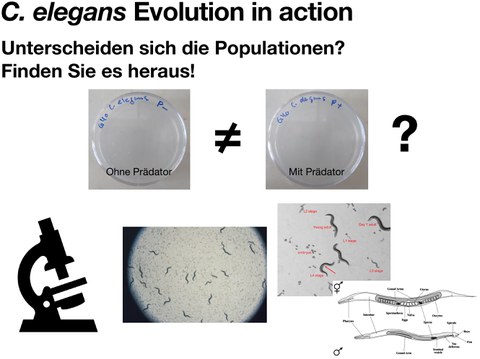 "C. elegans Evolution in action: Unterscheiden sich die Populationen? Finden Sie es heraus!" Grafik Mikroskop. 2 Petrischalen mit und ohne Prädator, jeweils darunter das Bild unterm Mikroskop.