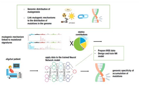 The picture shows the graphic overview of the project Using machine learning to understand and predict mutation rates in cancer and in response to cancer therapy 