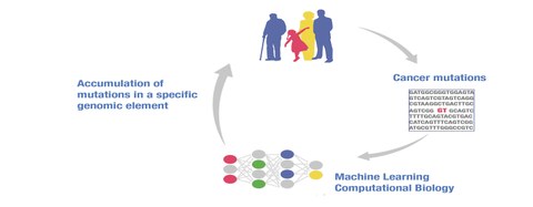 The picture shows the overview of the project Using machine learning to understand and predict mutation rates in cancer and in response to cancer therapy 