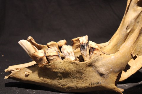Close-up of a fossilized lower jaw showing heavily worn molars with visible enamel structures against a dark background.