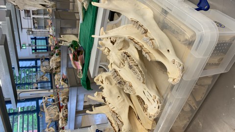 Several herbivore mandibles with pronounced molars are placed in a veterinary anatomy lab; additional animal specimens and skeletons are visible on tables in the background.
