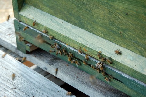 Foto von Bienen an der Bienenbox auf dem TUD-Campus