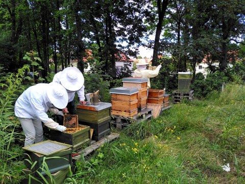 Foto von drei Personen in Imkeranzügen, die sich um die Bienen auf dem TUD-Campus kümmern.
