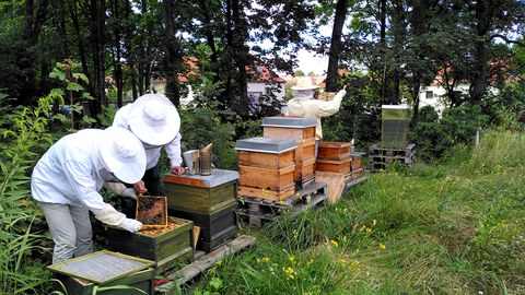 Foto von drei Personen in Imkeranzügen, die sich um die Bienen auf dem TUD-Campus kümmern.