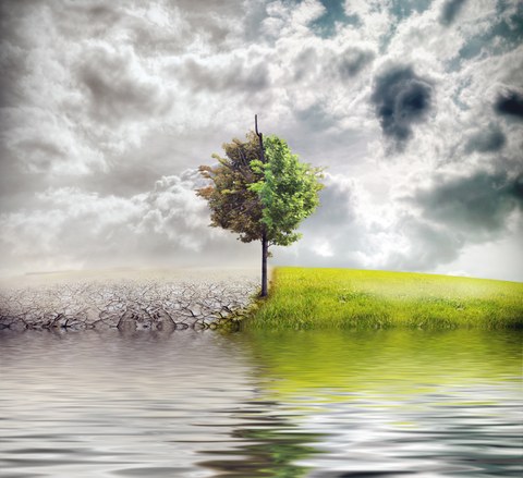 Foto: Ein Baum spiegelt sich im See. Links von ihm ist eine Wüste und rechts eine grüne Wiese.