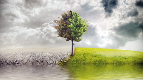 Foto: Ein Baum spiegelt sich im See. Links von ihm ist eine Wüste und rechts eine grüne Wiese.