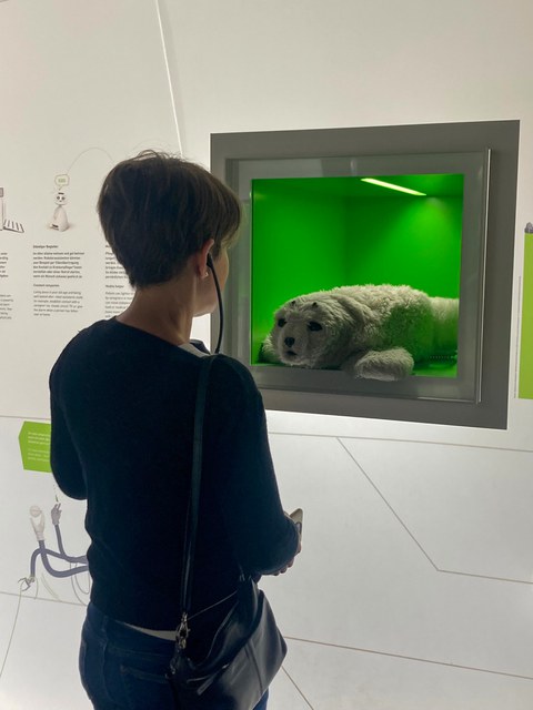 Eine Frau steht nah vor einem Exponat, welches Seehundstofftier in einem Glaskasten zeigt.