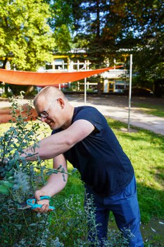 Mann schneidet mit Gartenschere an einer Hecke.