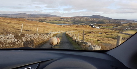 Blick aus dem Auto auf ein Schaf